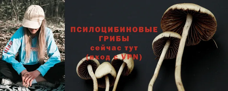 мориарти телеграм  Нестеровская  Галлюциногенные грибы MAGIC MUSHROOMS  купить  